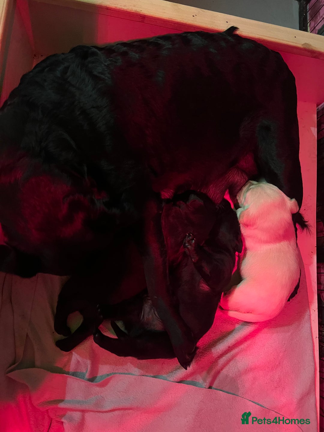 Labrador Retriever dogs for sale: KC Registered Royal Bloodline Puppies - Advert 16