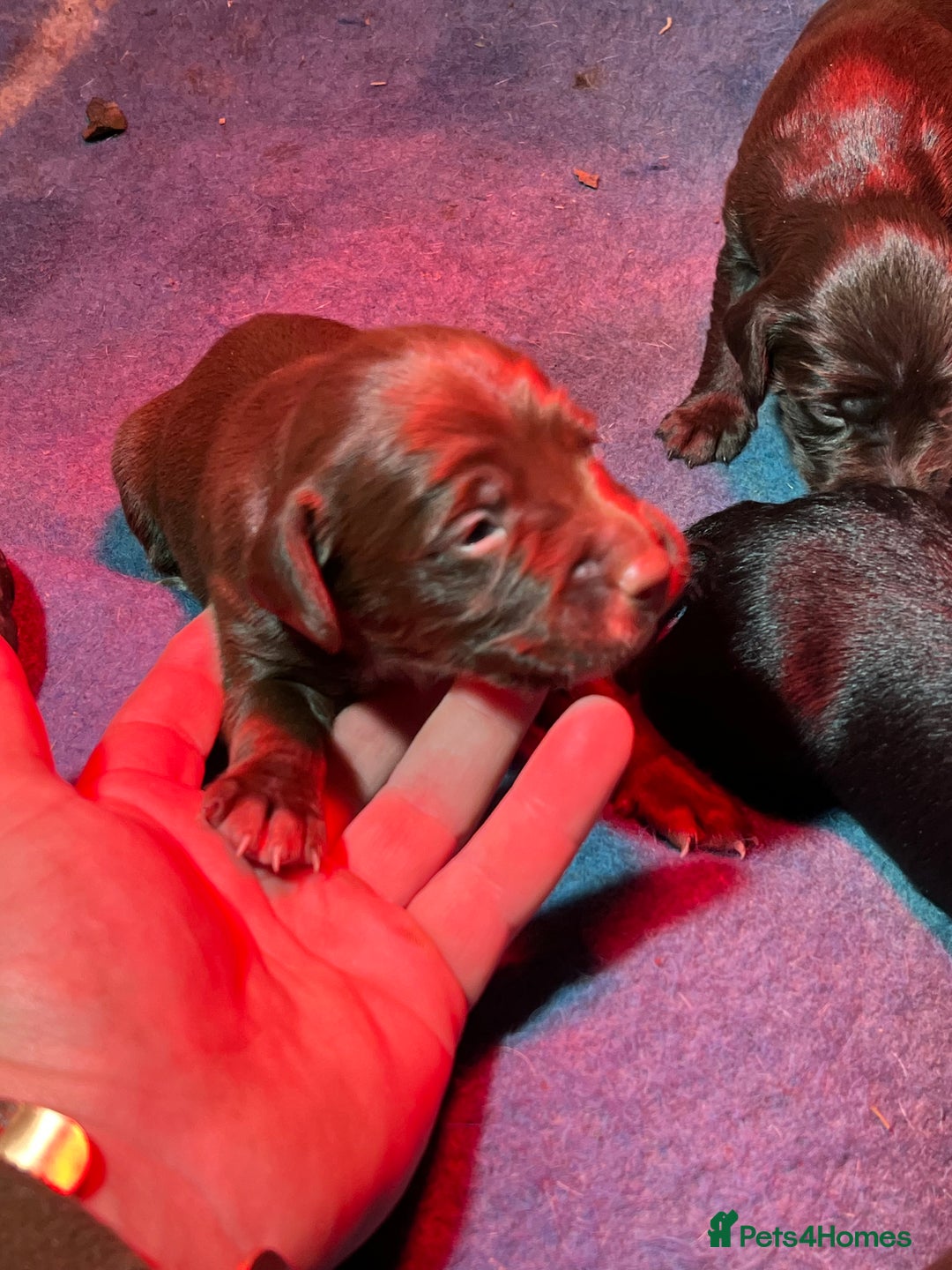 Mixed Breed dogs for sale: Cocker x beddlington terrier - Image 7