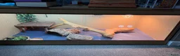 Bearded Dragon reptiles for sale: phoenix  - Advert 1