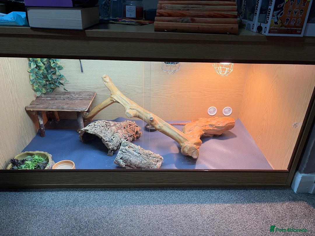 Bearded Dragon reptiles for sale: phoenix  - Advert 1