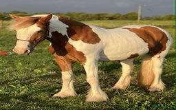Irish Cob horses for sale: 13’2 cob, 7 year old all rounder  - Image 2