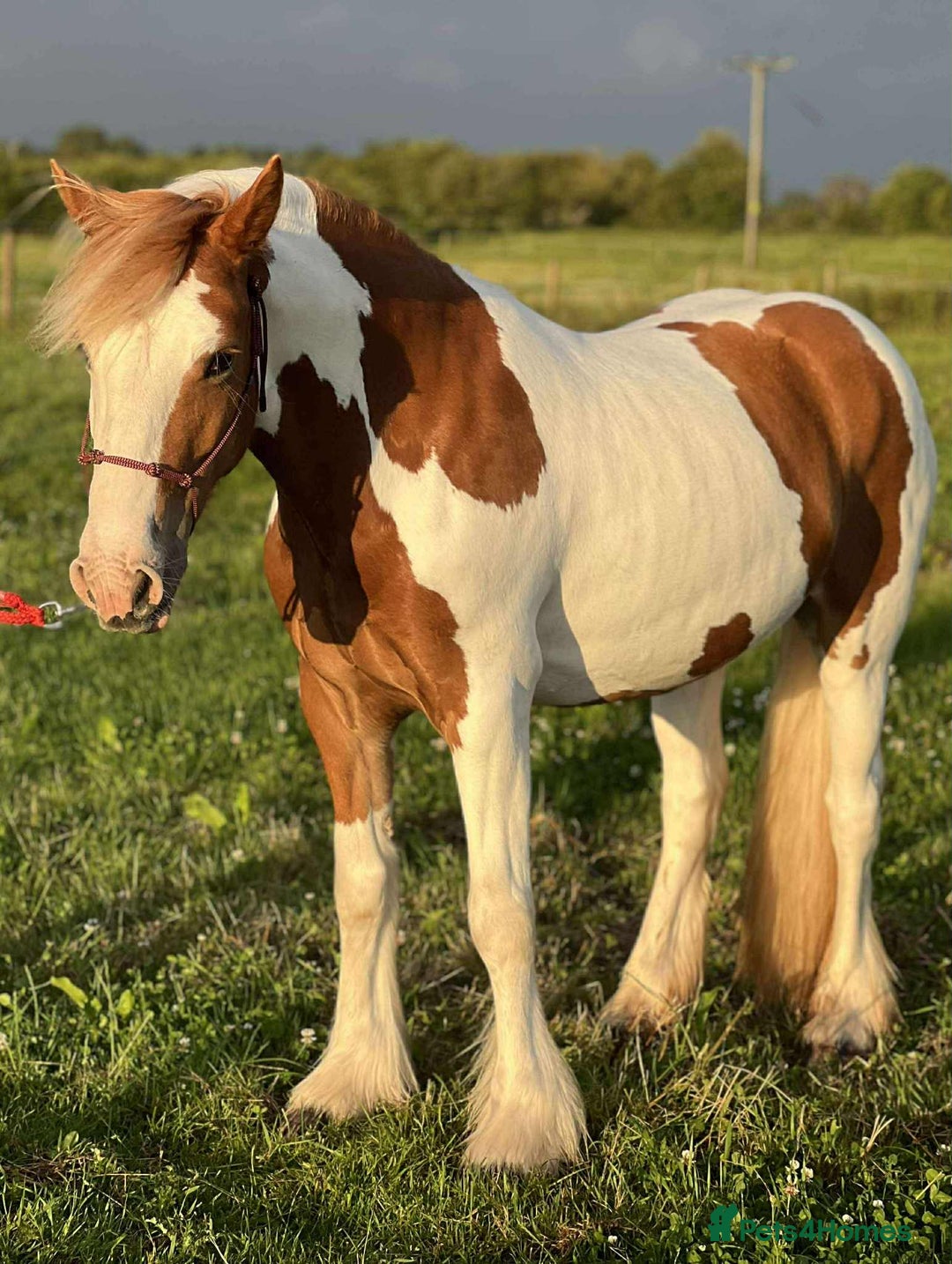 Irish Cob horses for sale: 13’2 cob, 7 year old all rounder  - Image 2