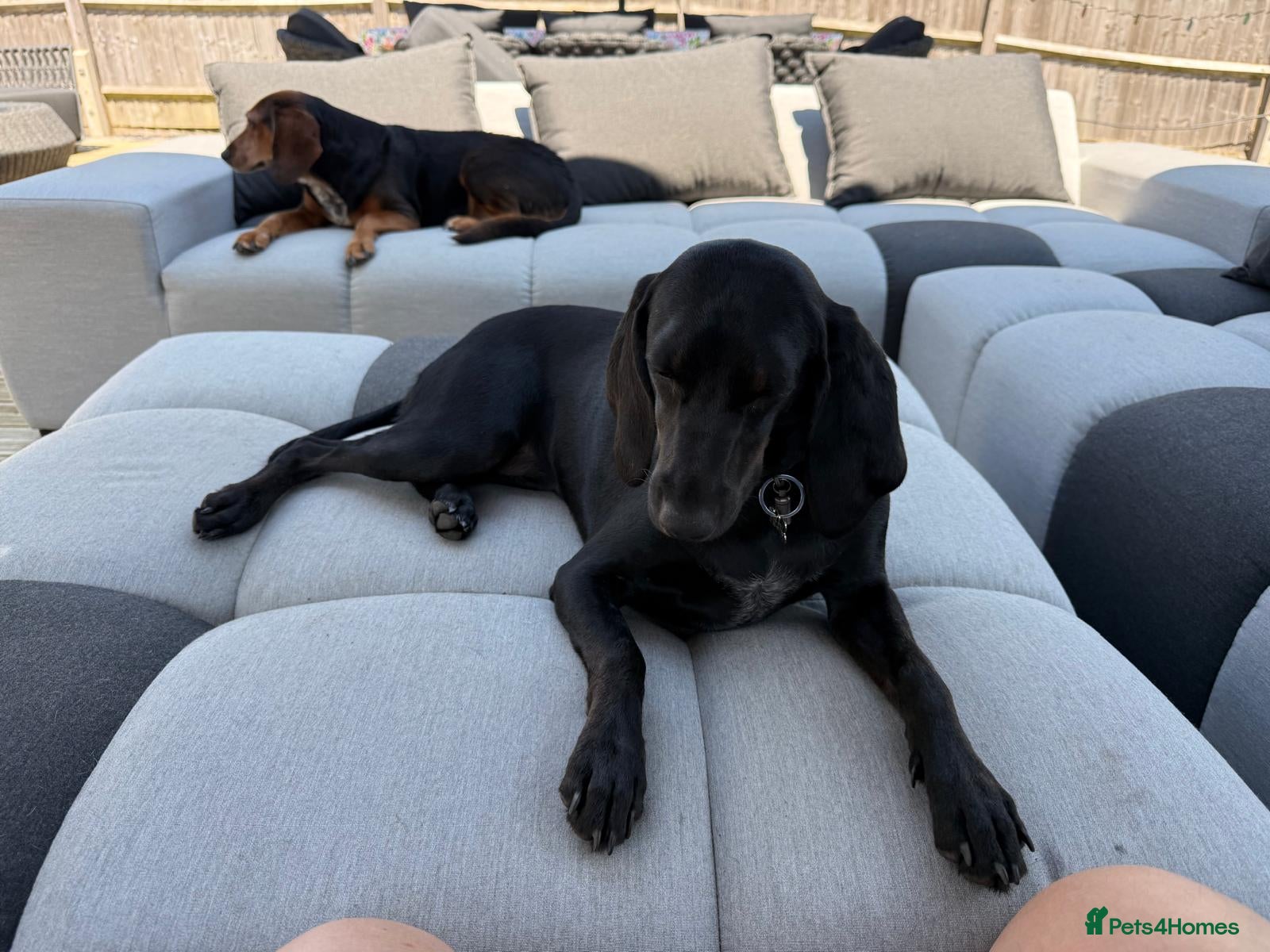 Mixed Breed dogs Flora  ❤️  - Advert 1