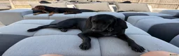 Mixed Breed dogs for adoption: Flora  ❤️  in Milton Keynes - Advert 1