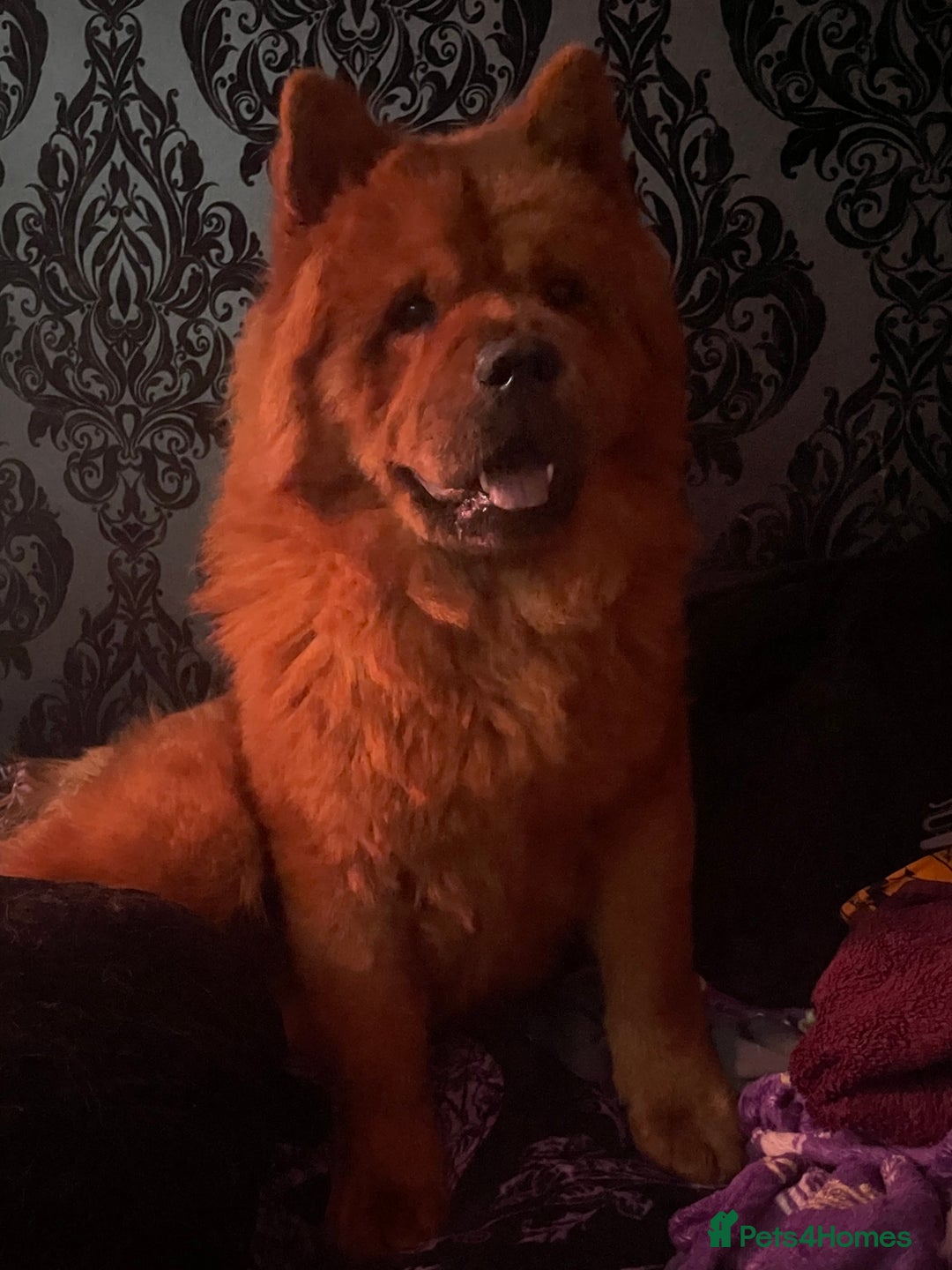 Chow Chow dogs for sale: Red Chow chow for sale - Advert 2