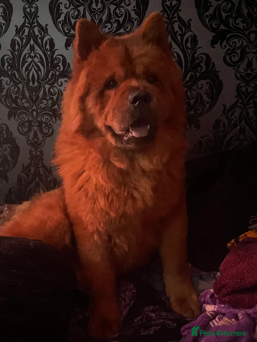 Chow Chow dogs for sale: Red Chow chow for sale - Advert 2