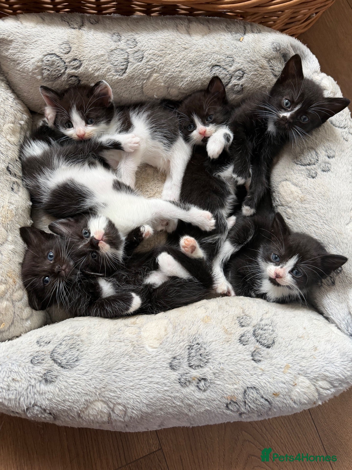 Mixed Breed cats 3 kittens looking for new laps  - Advert 1
