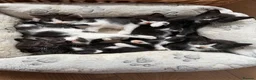 Mixed Breed cats for sale: 3 kittens looking for new laps  - Advert 1