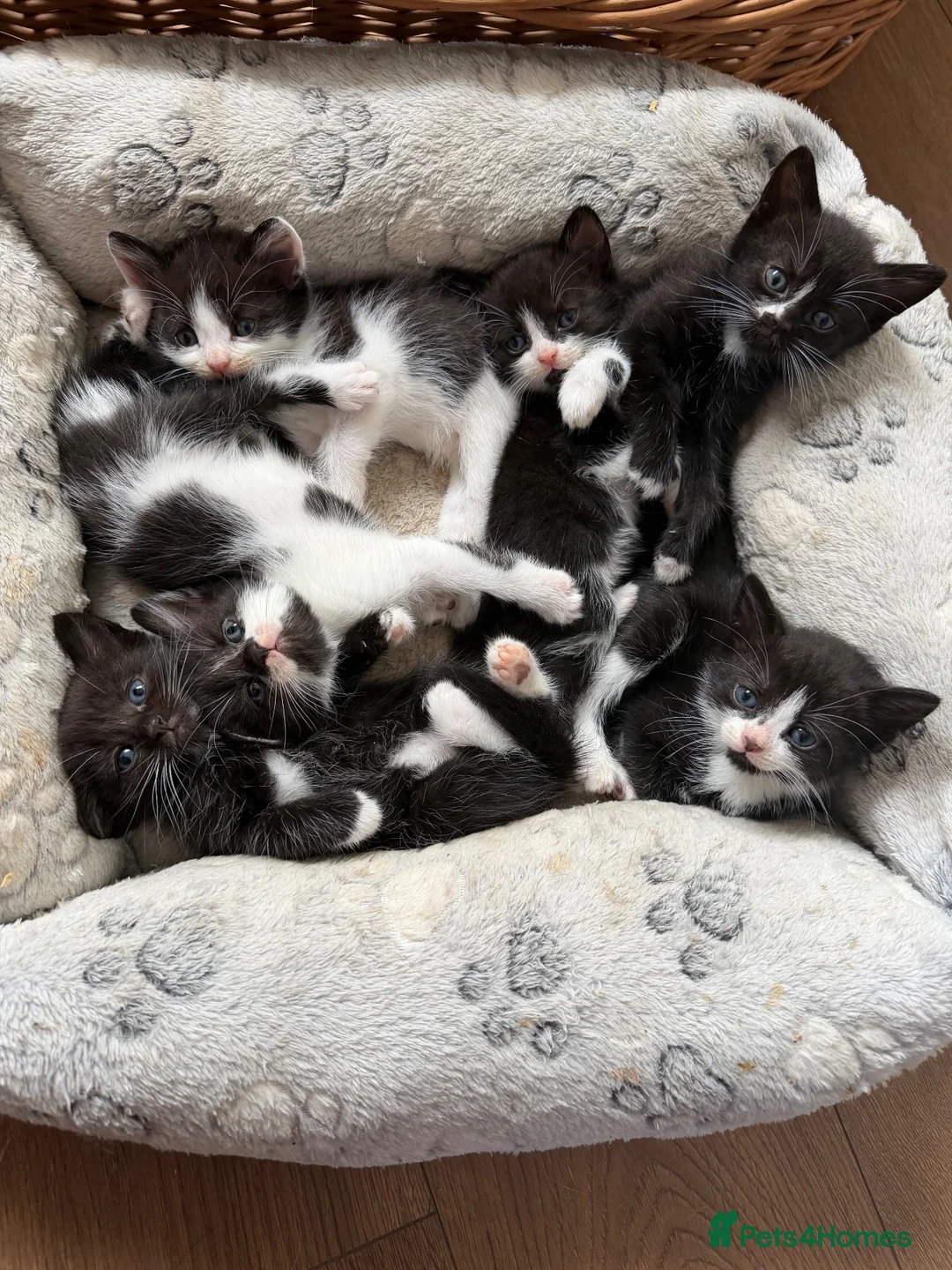 Mixed Breed cats for sale: 3 kittens looking for new laps  - Advert 1