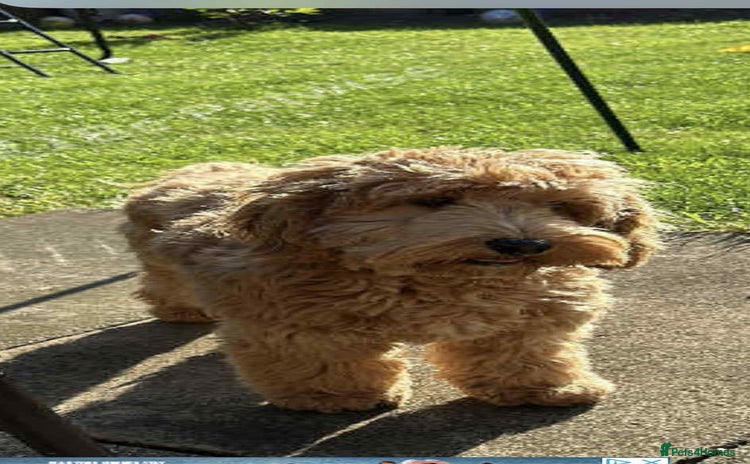 Cavapoo dogs - Advert 1