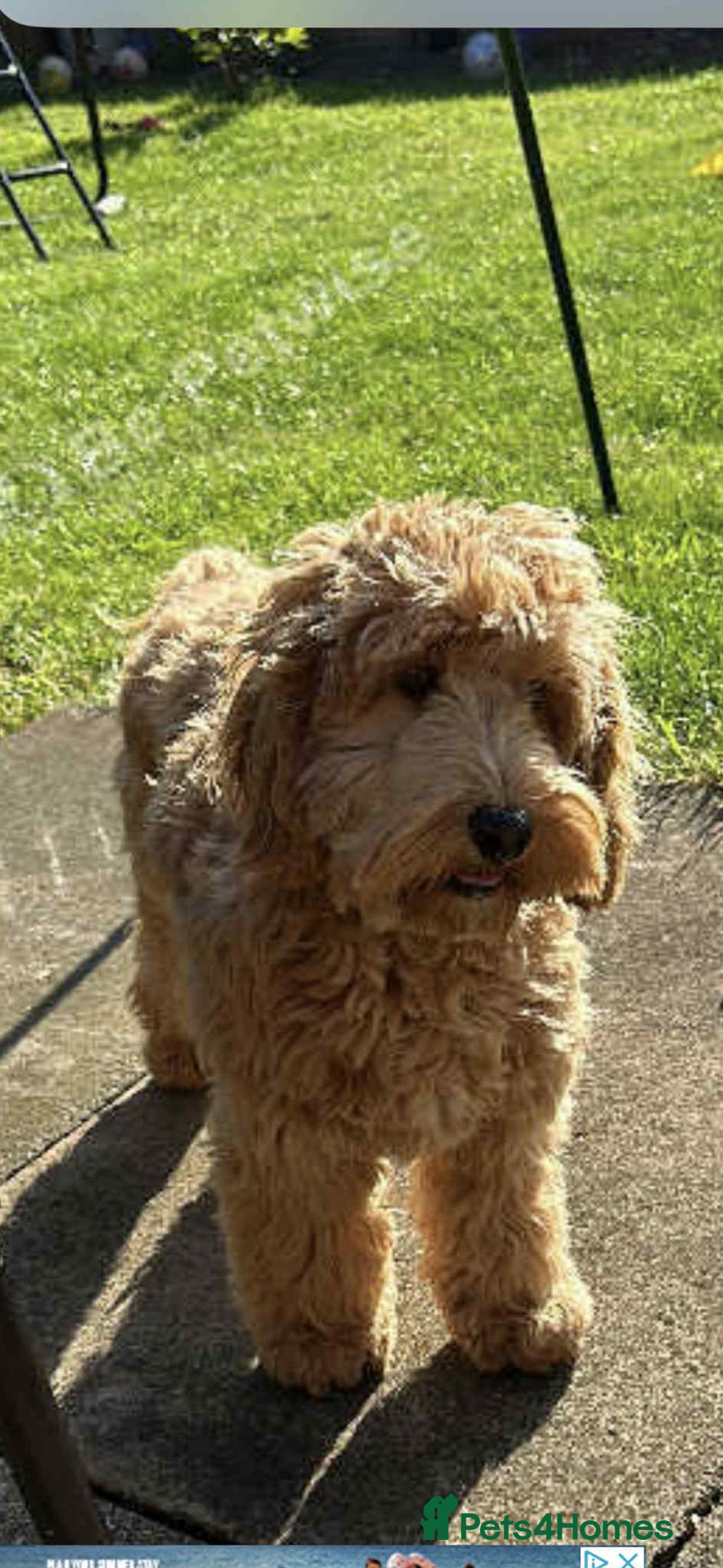 Cavapoo dogs for sale: Caverpoo - Image 1
