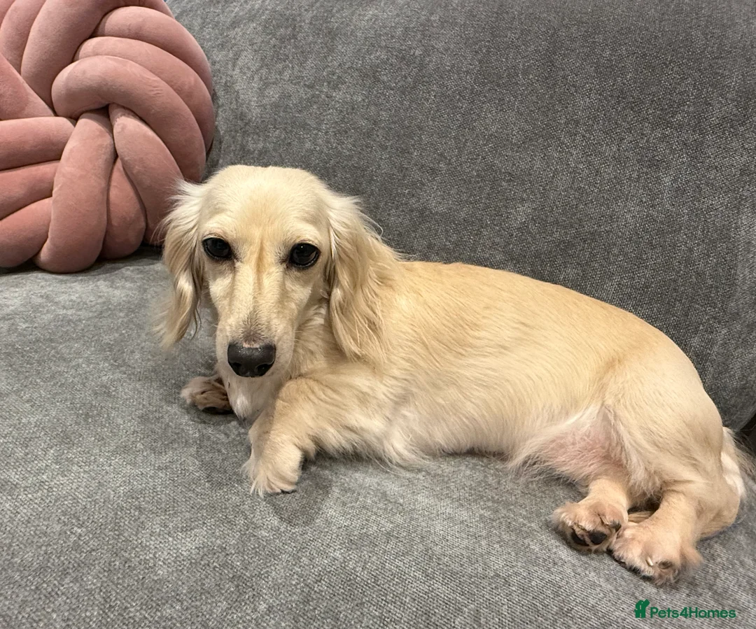 Miniature Dachshund dogs for sale: Exceptional PRA clear Champion miniature L/H dachs - Advert 5