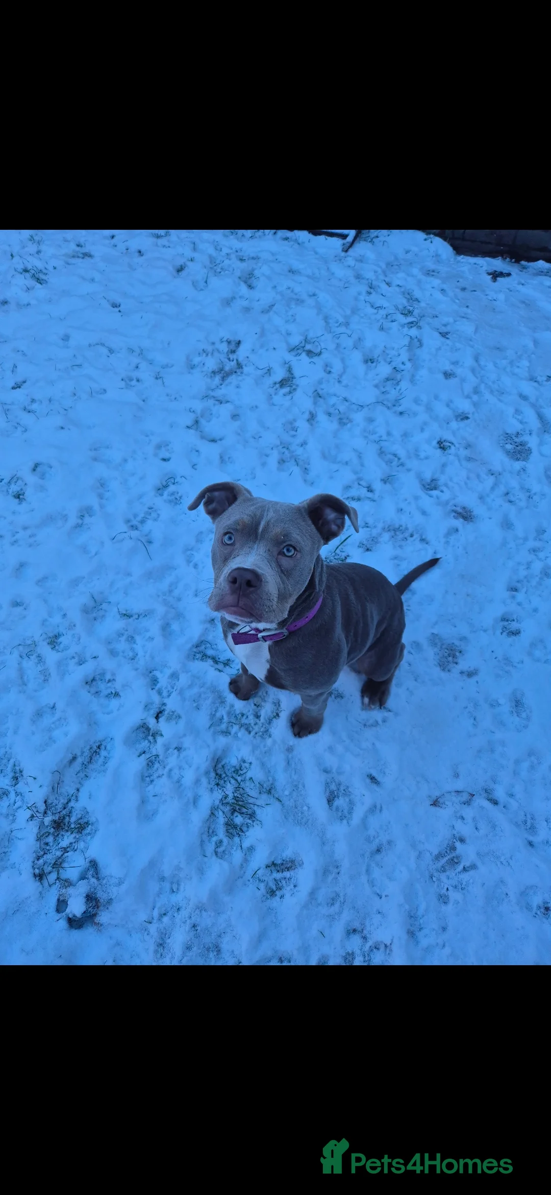 Mixed Breed dogs for sale: 7 month old dog in Wolverhampton - Advert 5