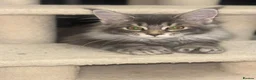 Maine Coon cats for sale: 2 beautiful Maine coon boys  - Advert 1