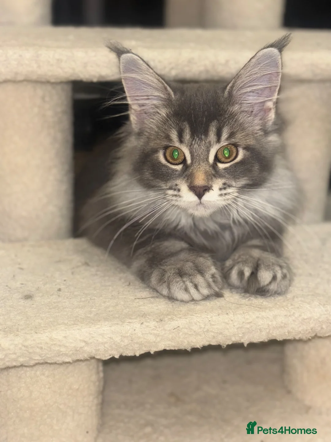 Maine Coon cats for sale: 2 beautiful Maine coon boys  - Advert 1