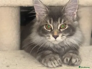 Maine Coon cats 2 beautiful Maine coon boys - Advert 3