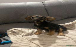 Jackapoo dogs for sale: Beautiful Jackapoo Puppy Black and Tan  - Image 4