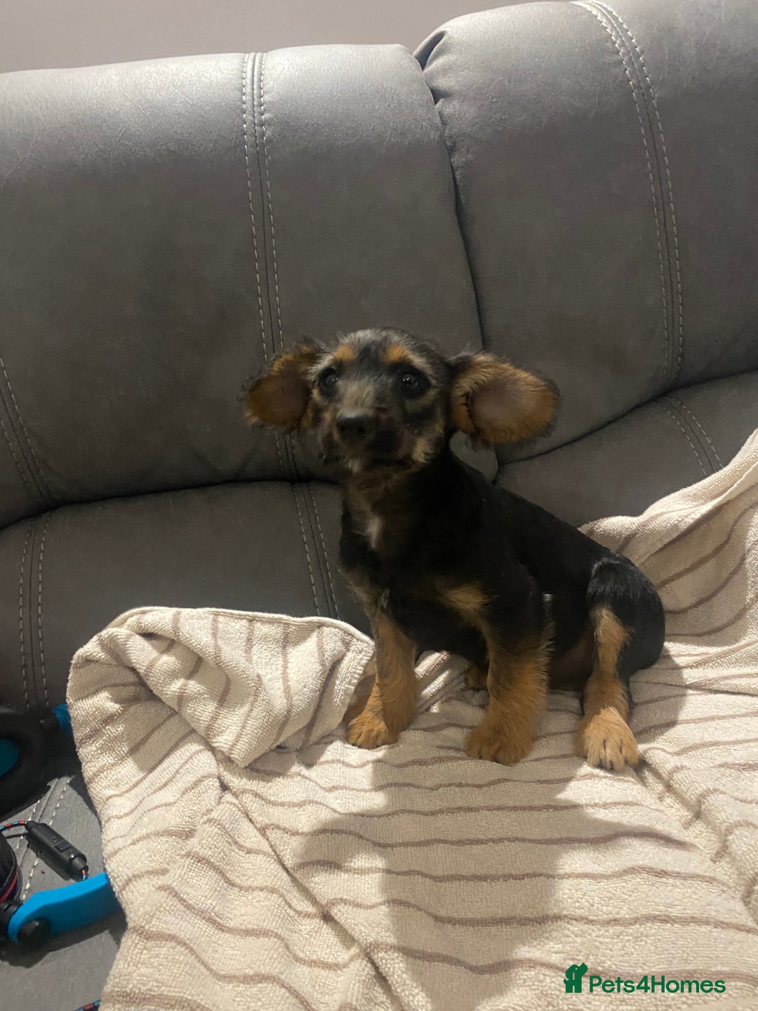 Jackapoo dogs for sale: Beautiful Jackapoo Puppy Black and Tan  - Image 4