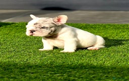 French Bulldog dogs for sale: FRENCHYS Kc from £2500 fluffy, Pink carriers - Image 17