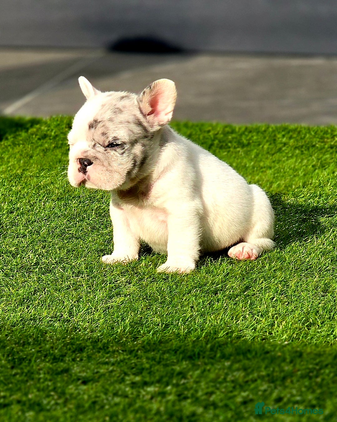 French Bulldog dogs for sale: FRENCHYS Kc from £2500 fluffy, Pink carriers - Image 17