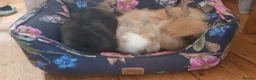 Lionhead rabbits for sale: Gorgeous Pedigree Double Maned Lionhead Bunnies - Advert 3