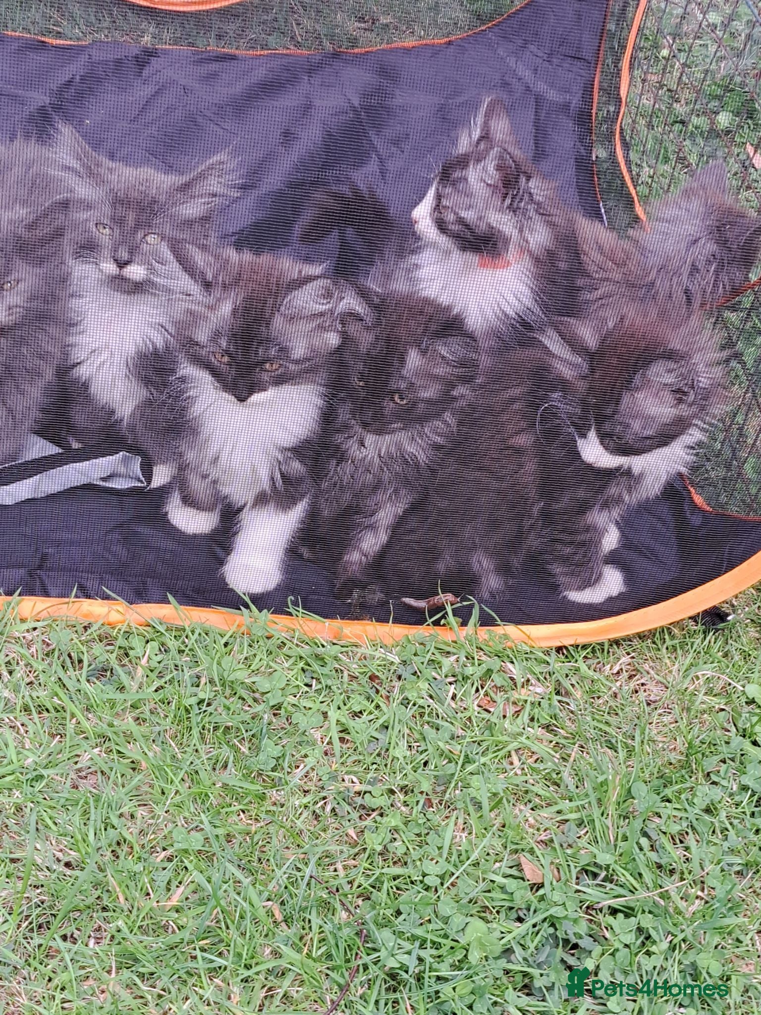 Norwegian Forest Cat cats 6 adorable NFC/Maincoon kittens. - Advert 2