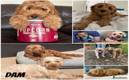 Mixed Breed dogs for sale: Cockapoo/Cavapoo Mix Puppies Available 10 Nov 25 - Image 5