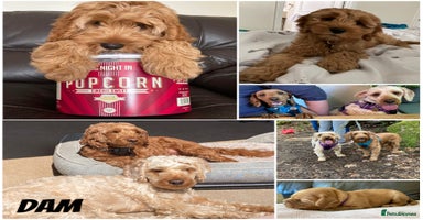 Mixed Breed dogs - Advert 13