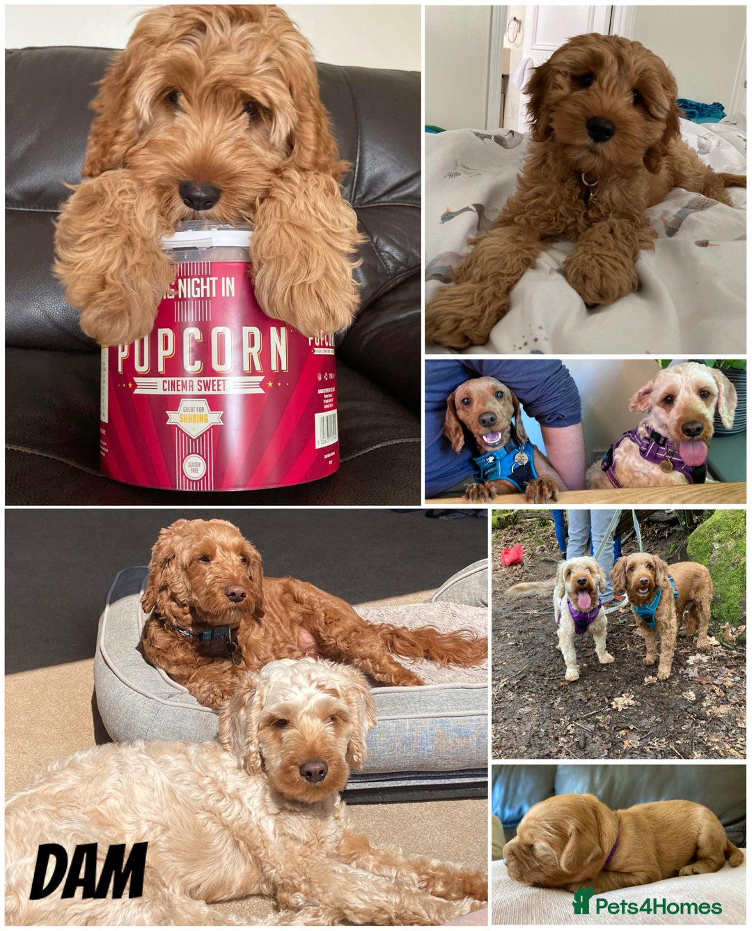 Mixed Breed dogs for sale: Cockapoo/Cavapoo Mix Puppies Available 10 Nov 25 - Image 5