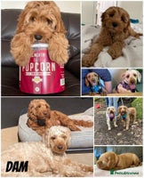 Mixed Breed dogs - Advert 8