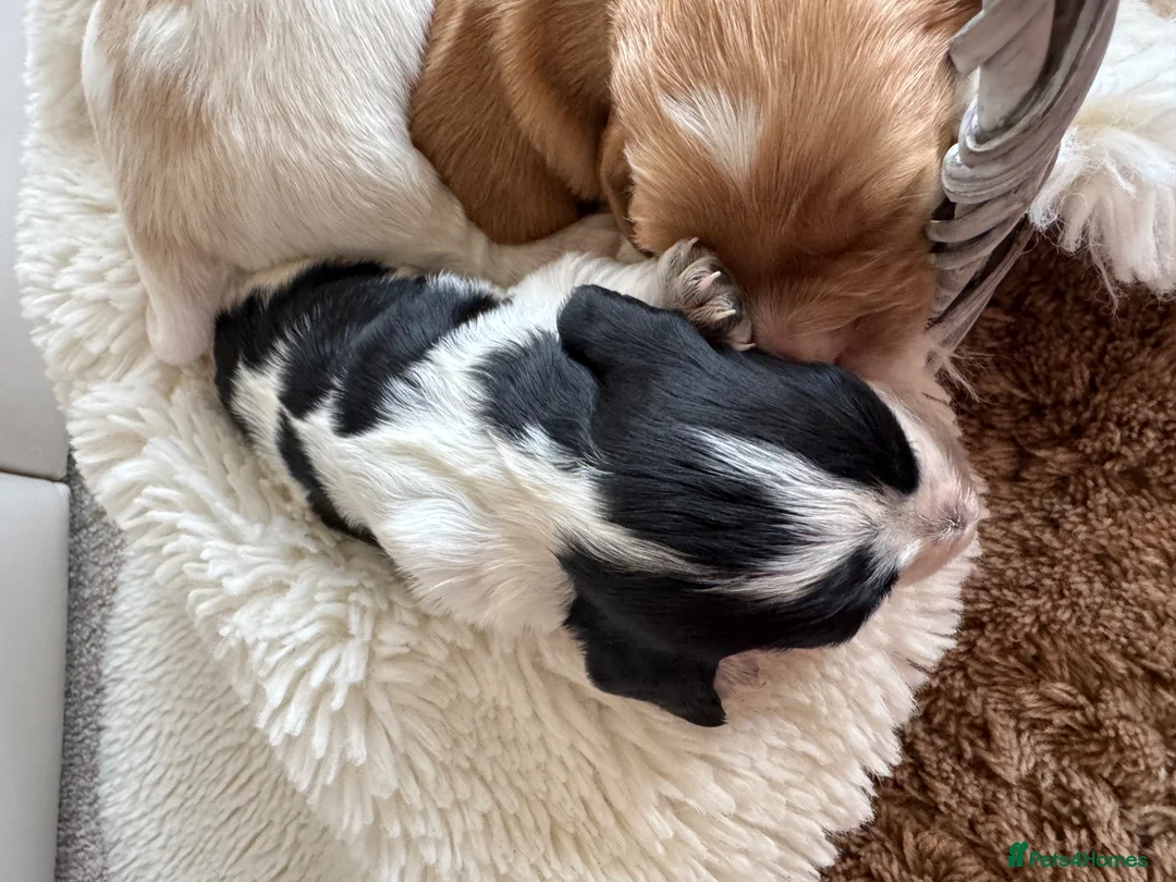 Cocker Spaniel dogs for sale: Show type cocker spaniel puppie  - Advert 2