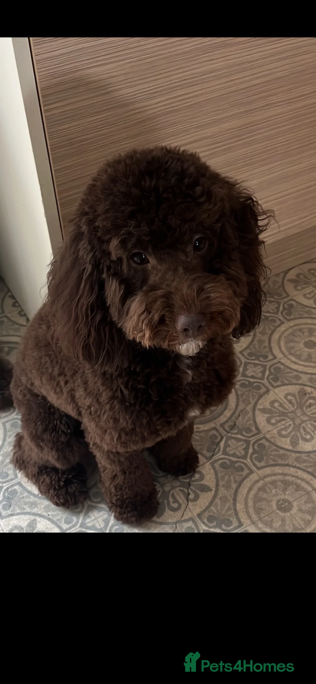 Cockapoo dogs for sale: Cockapoo puppies for sale - Advert 2