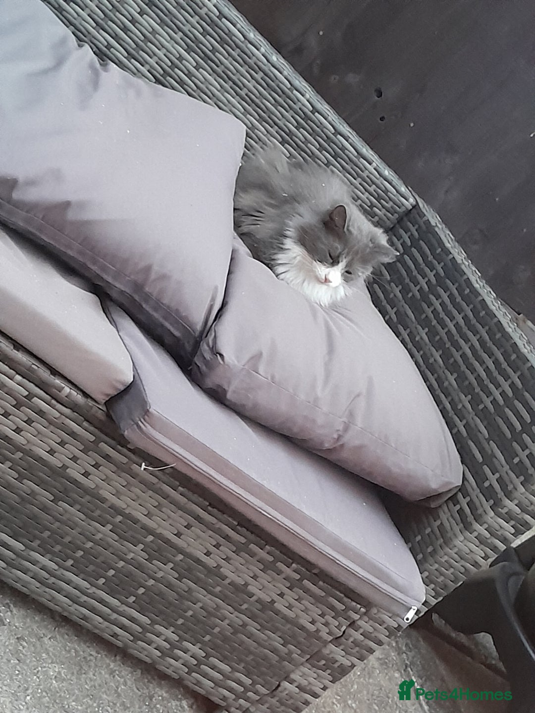 Mixed Breed cats for sale: female cat looking for loving home (free) - Advert 1