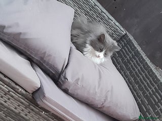 Mixed Breed cats female cat looking for loving home (free) - Advert 3