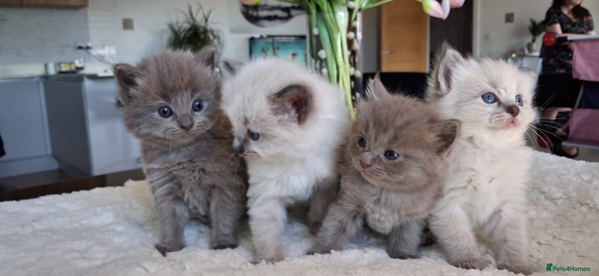 Ragdoll cats Ragdoll Cross Kittens - Advert 1