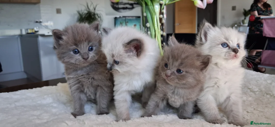 Ragdoll cats for sale: Ragdoll Cross Kittens in Bristol - Advert 1