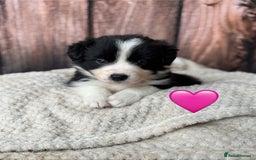 Border Collie dogs for sale: 7 Beautiful Border Collie Puppies  - Image 14