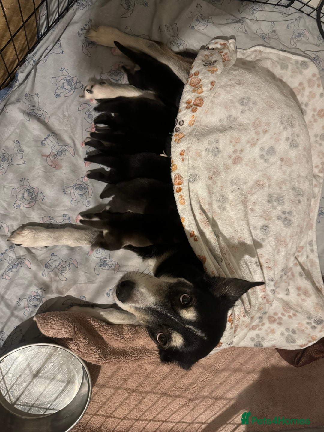 Mixed Breed dogs for sale: Shepsky cross Puppies  - Image 6