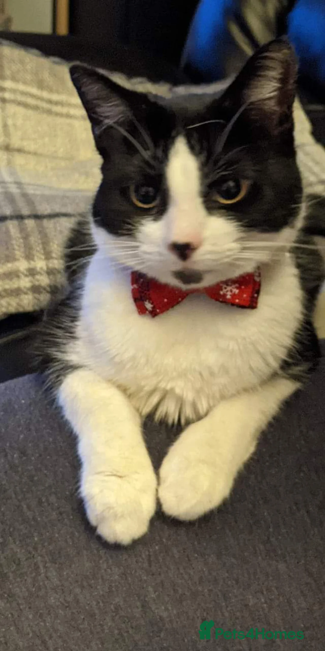 Domestic Shorthair cats for sale: Male cat called domino  - Advert 1