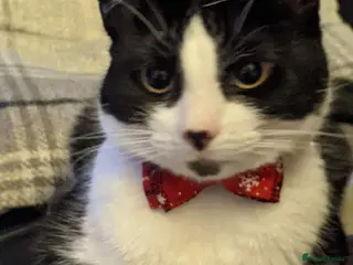 Domestic Shorthair cats Male cat called domino - Advert 23