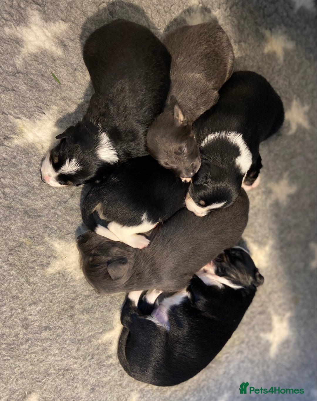 Border Collie dogs for sale: 6 gorgeous high quality Border Collie Puppies  - Advert 6