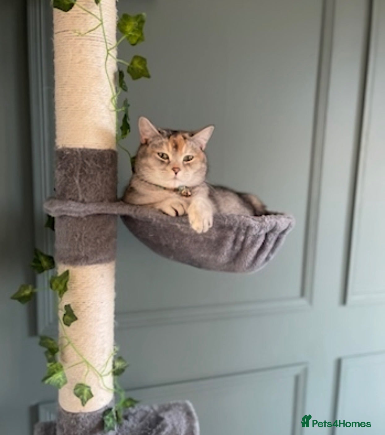 Scottish Fold cats Retired Champion Bloodline Scottish Straight! - Advert 1