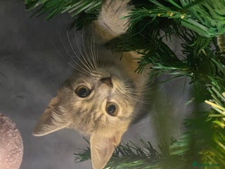 British Shorthair cats Beautiful grey kitten left - Advert 7