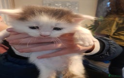 British Longhair cats for sale: Kittens needing a home  - Image 3