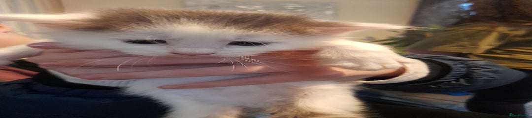 British Longhair Kitten 1