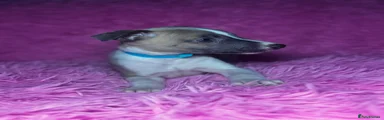 Whippet 4 blue collar 