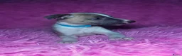 Whippet dogs for sale: Only 3 boys Quality pedigree whippet puppies left  - Advert 12