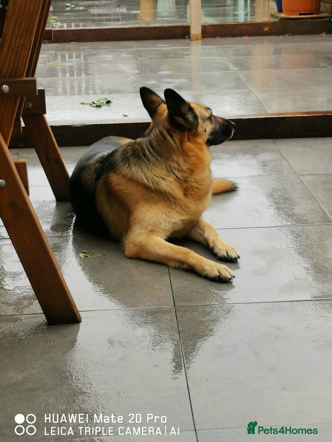 German Shepherd dogs for sale: German shepherd for sale 4.5 years old - Image 3