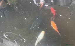 Fancy Goldfish fish for sale: Fancy Goldfish - Image 3