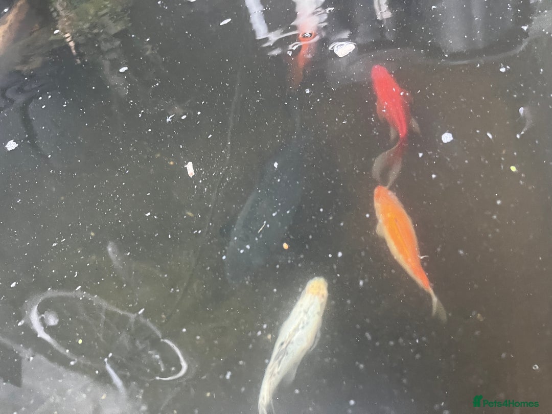 Fancy Goldfish fish for sale: Fancy Goldfish - Image 3
